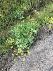 Lomatium californicum