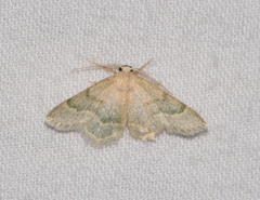 Chlorochlamys appellaria