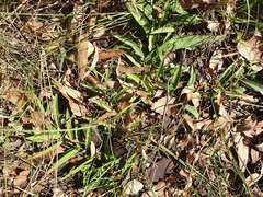 Eremophila debilis