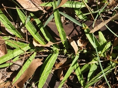 Eremophila debilis