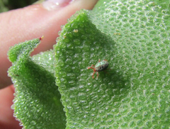 Balaustium