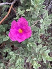 Cistus