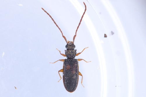 Uleiota debilis