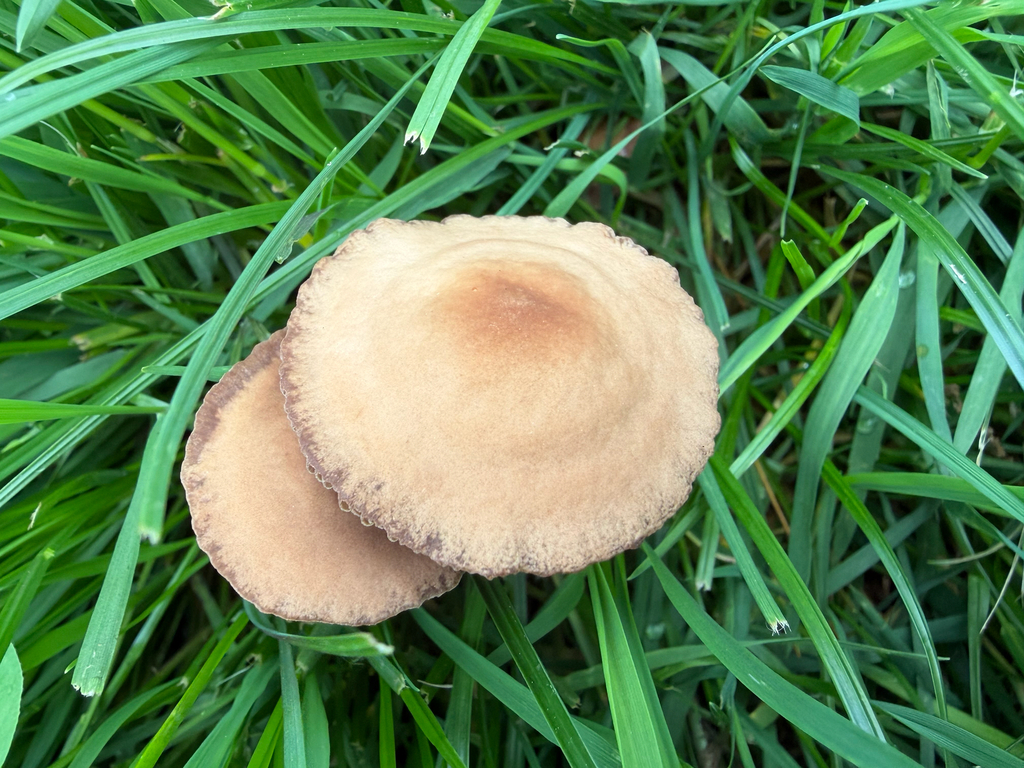 Mower's Mushroom · May 2026 · photo: Photo: (c) cat_constellation, some rights reserved (CC BY-SA) · iNaturalist