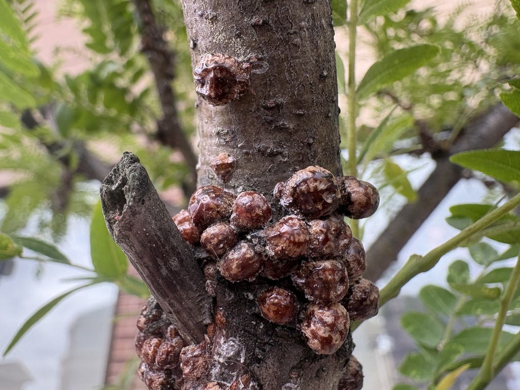 calico scale