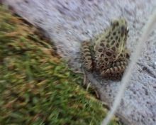 Lithobates neovolcanicus