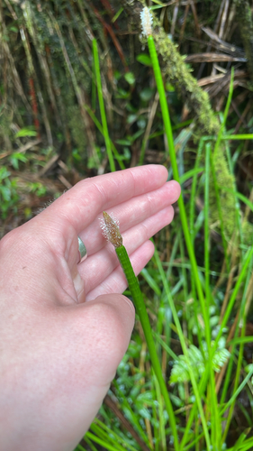 Eleocharis elegans, 2026-05-26