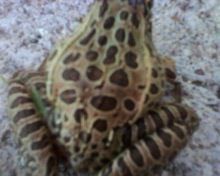 Lithobates neovolcanicus