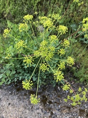 Lomatium californicum