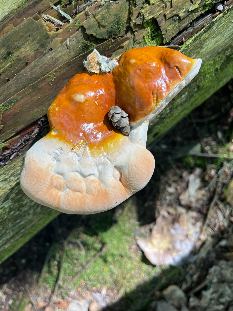 hemlock varnish shelf · May 2026 · photo: Photo: (c) Christina S. Baer, some rights reserved (CC BY) · iNaturalist