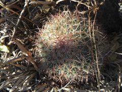 Mammillaria rhodantha