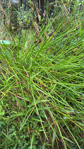 Eleocharis elegans, 2026-05-26