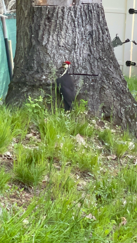 Pileated Woodpecker photographed in Massachusetts