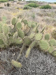 Opuntia oricola, photograph (c) Nathan May, some rights reserved (CC BY)