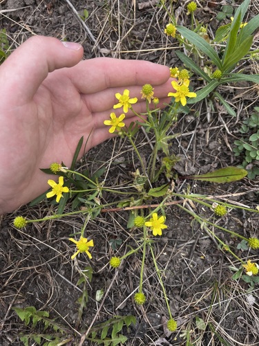 Ranunculus rhomboideus, photograph 6