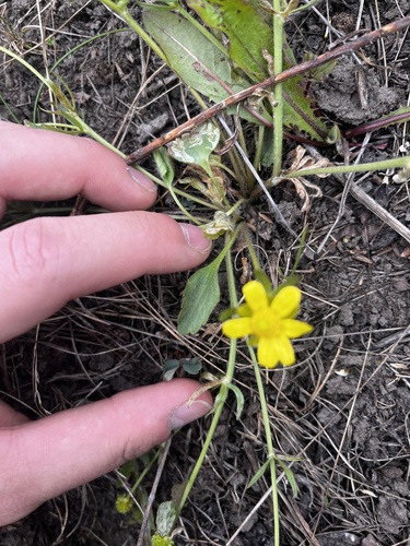 Ranunculus rhomboideus, photograph 5