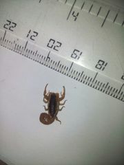 Centruroides suffusus