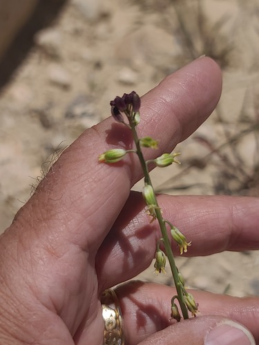 Streptanthus longirostris, 2026-05-24