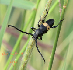 Lissonotus flavocinctus