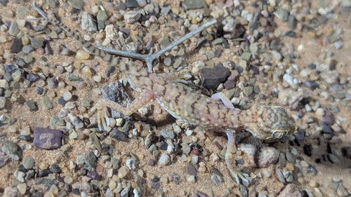 Anderson's Short-fingered Gecko