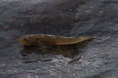 Padogobius bonelli