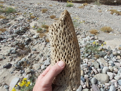 Browningia candelaris