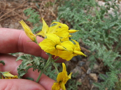 Solanum chilense