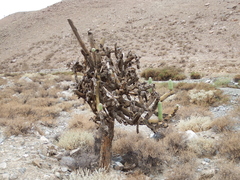 Browningia candelaris