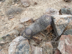 Oreocereus hempelianus
