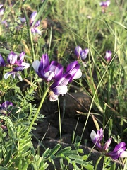 Astragalus lindheimeri