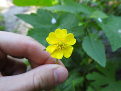 Potentilla gracilis fastigiata
