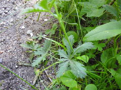 Potentilla gracilis fastigiata