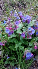 Pulmonaria officinalis
