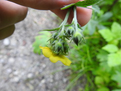 Potentilla gracilis fastigiata