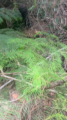 Gleichenia dicarpa