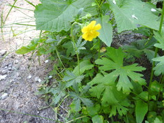Potentilla gracilis fastigiata