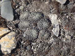 Pelecyphora aselliformis