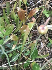 Sarracenia rubra