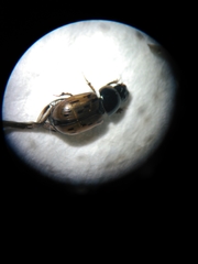 Chilothorax conspurcatus