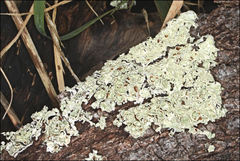 Flavoparmelia rutidota