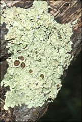Flavoparmelia rutidota