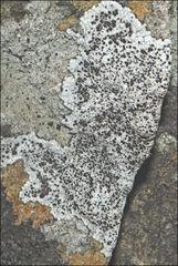 Lecanora pseudistera