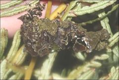 Pseudocyphellaria neglecta