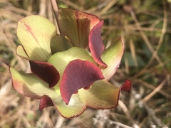 Sarracenia rubra