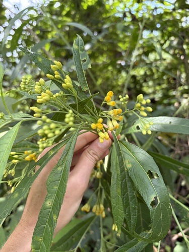 Neurolaena lobata observed 2026-05-26