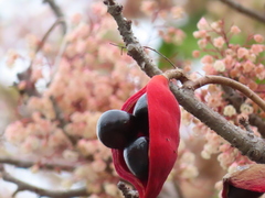 Sterculia monosperma