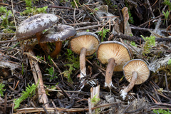 Rhizocybe rhizoides