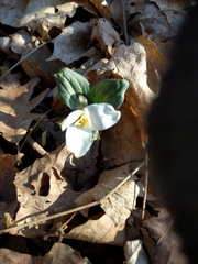 Trillium nivale