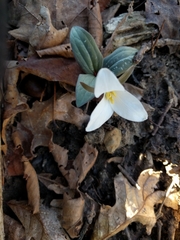 Trillium nivale