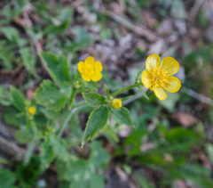 Ranunculus lanuginosus